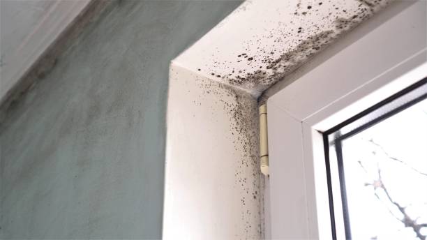 Mold Odor Removal Services in South Browning, MT