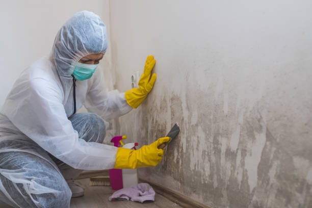 Best Mold Odor Removal Services  in South Browning, MT