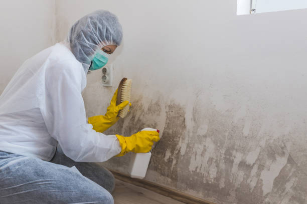 Best Mold Remediation for Healthcare Facilities  in South Browning, MT
