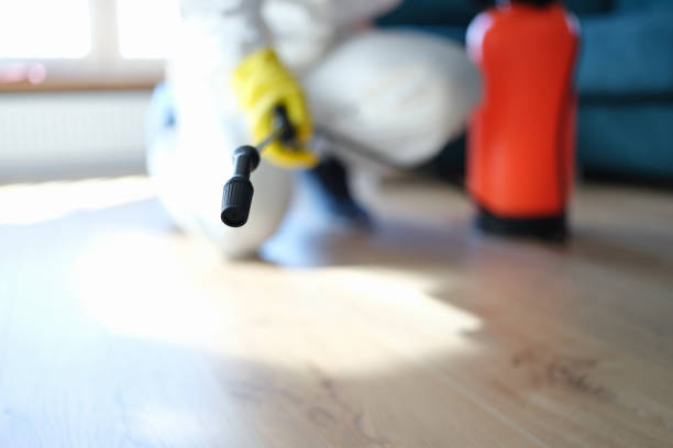 Best Basement Mold Removal  in South Browning, MT