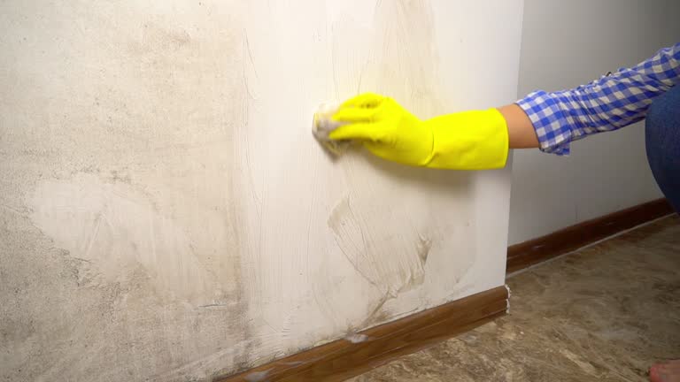 Best Mold Prevention Services  in South Browning, MT
