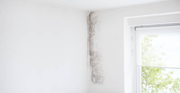 Best Mold-Related Health Consultation  in South Browning, MT