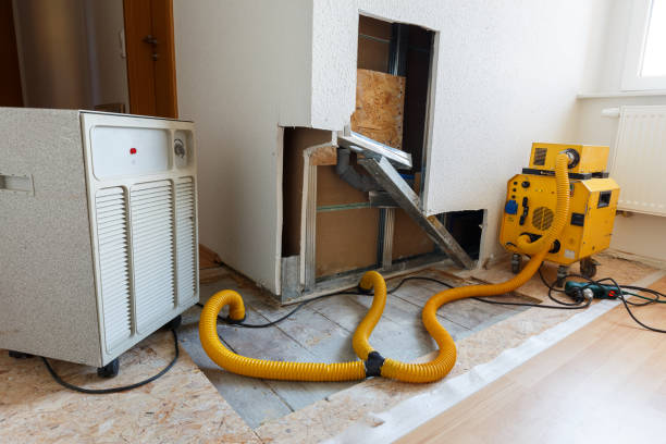 Best Mold Damage Restoration  in South Browning, MT