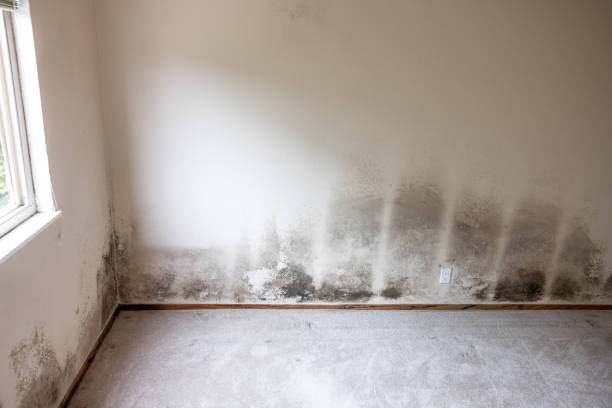 Best Residential Mold Inspection & Testing  in South Browning, MT