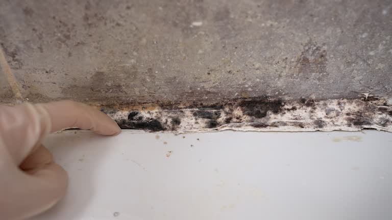 Mold Documentation for Insurance Claims in South Browning, MT